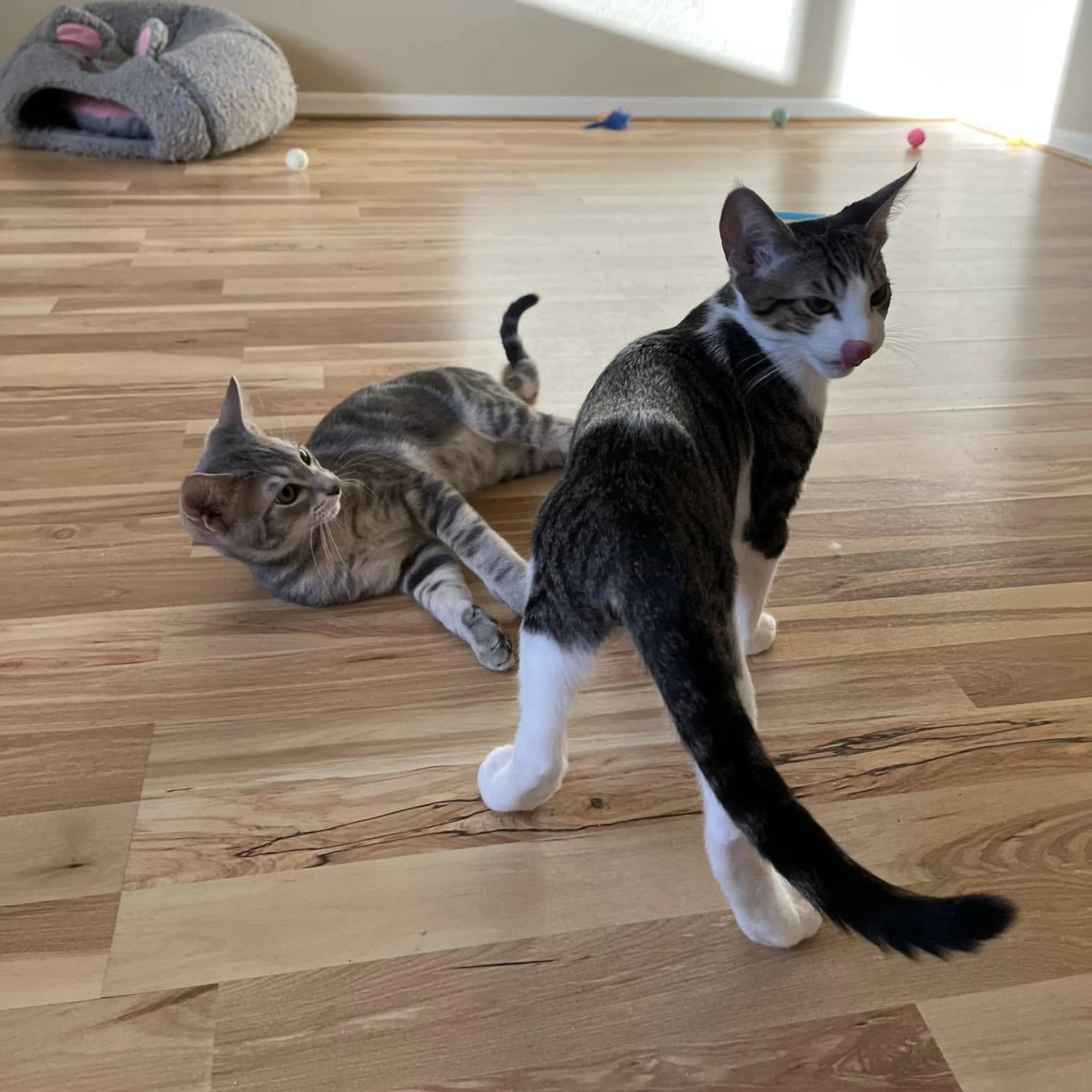 Blake (Bonded to Ben), a Adoptable Domestic Short Hair in Queen Creek, AZ image 4/5