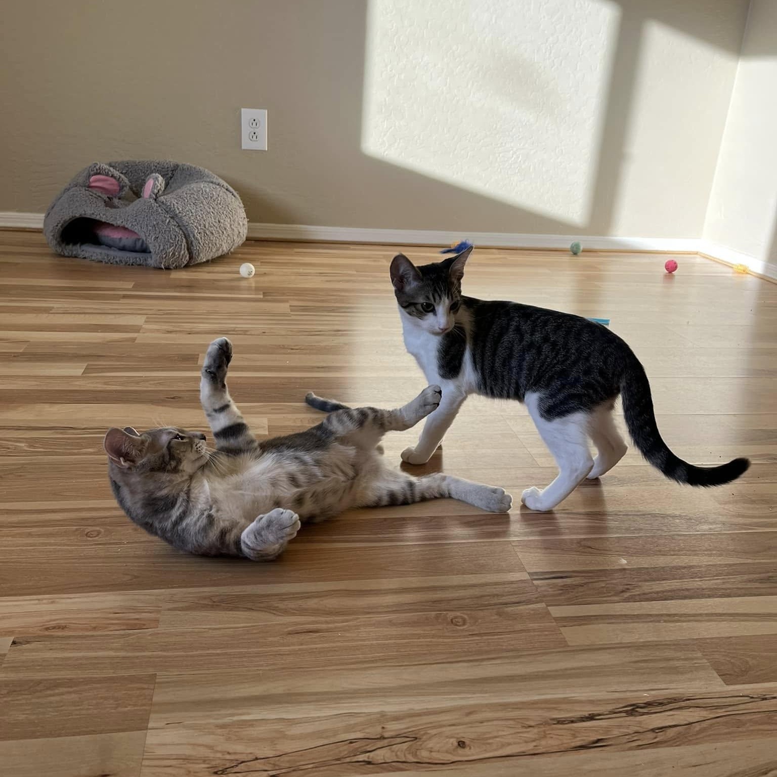 Blake (Bonded to Ben), a Adoptable Domestic Short Hair in Queen Creek, AZ image 5/5