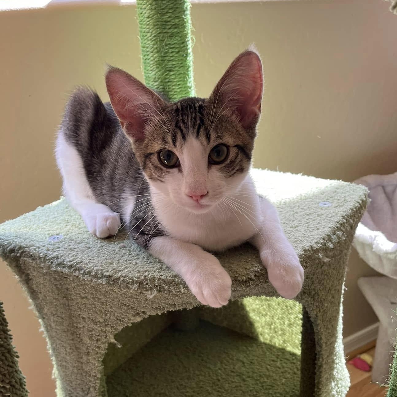 Blake (Bonded to Ben), a Adoptable Domestic Short Hair in Queen Creek, AZ image 1/5