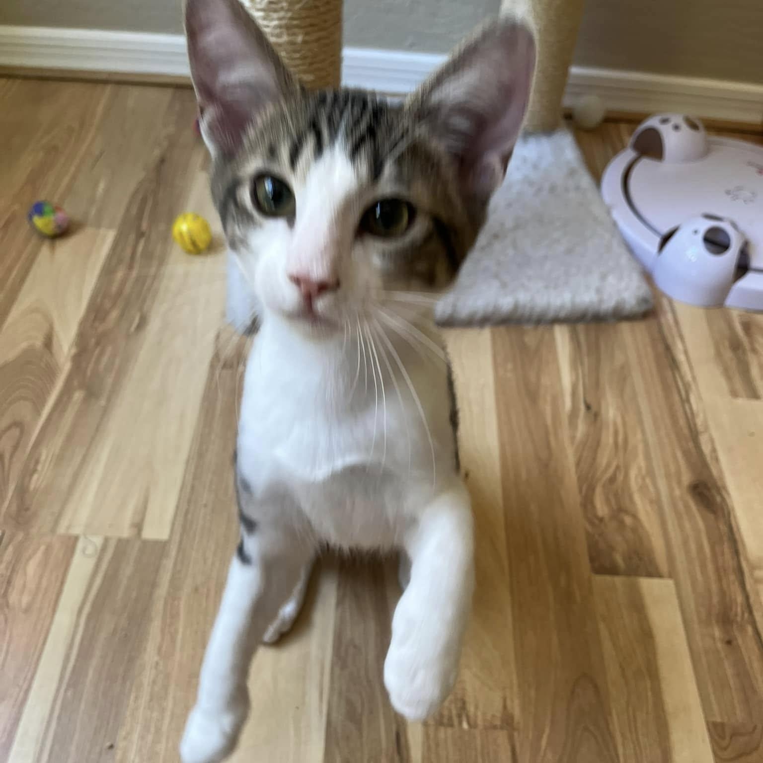 Blake (Bonded to Ben), a Adoptable Domestic Short Hair in Queen Creek, AZ image 3/5
