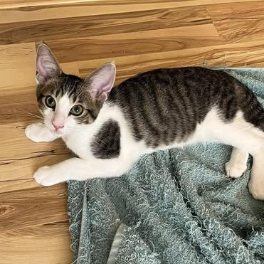 Blake (Bonded to Ben), a Adoptable Domestic Short Hair in Queen Creek, AZ image 2/5