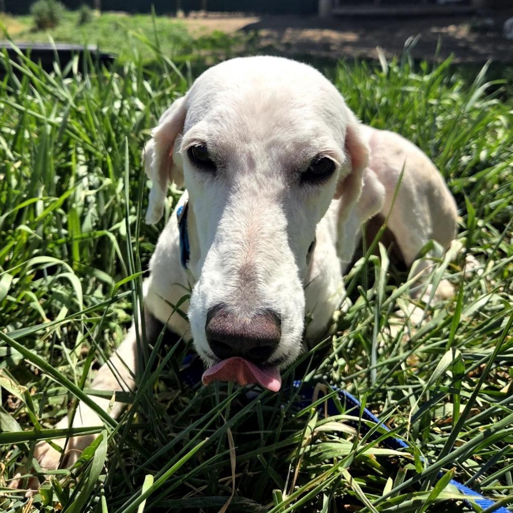 Agni, Adoptable, Adult Female Standard Poodle.