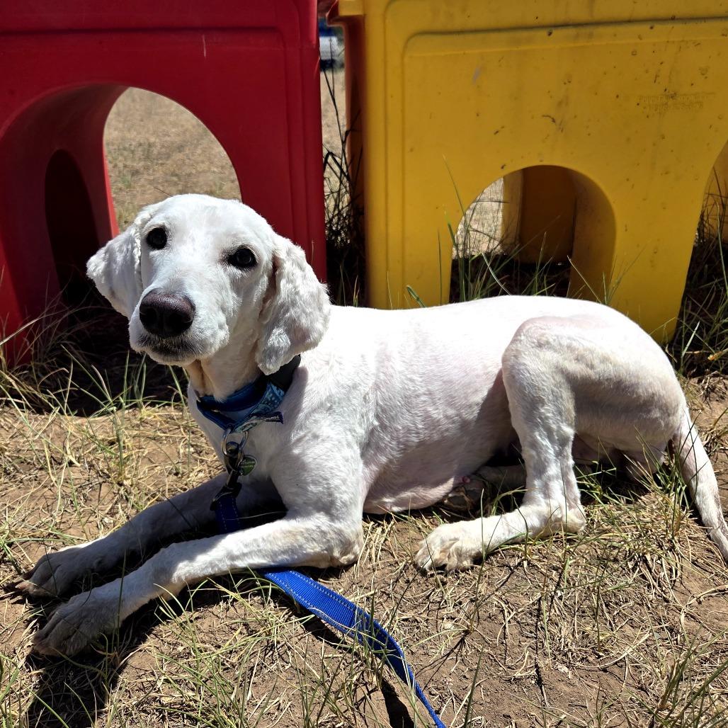 Agni, a Adoptable Standard Poodle in Glenwood Springs, CO image 2/6