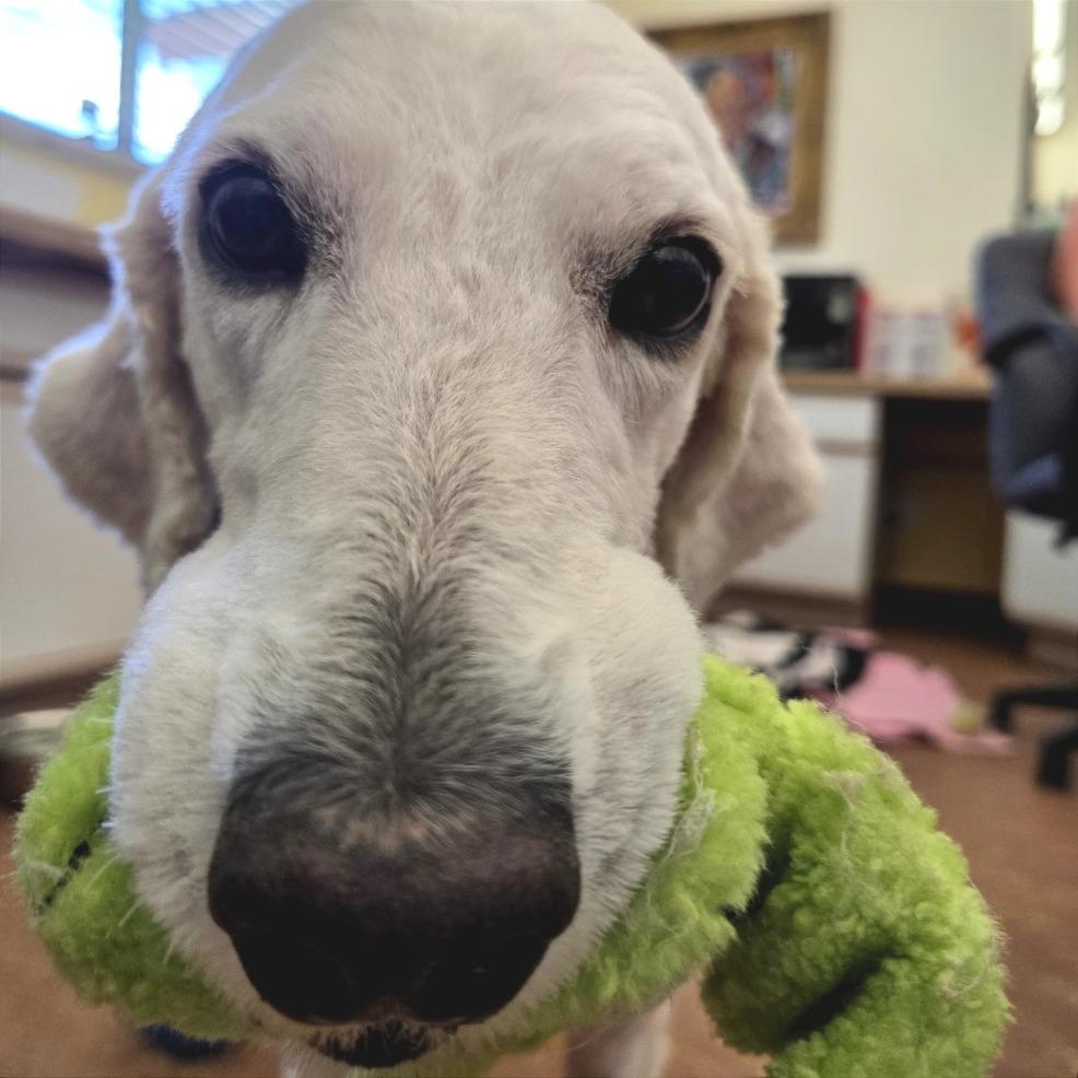 Agni, a Adoptable Standard Poodle in Glenwood Springs, CO image 4/6