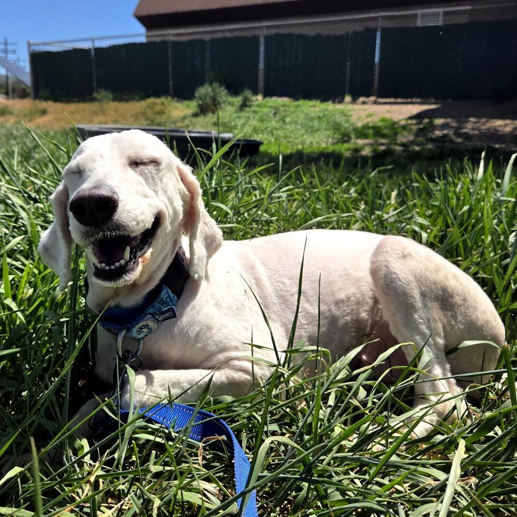 Agni, a Adoptable Standard Poodle in Glenwood Springs, CO image 5/6
