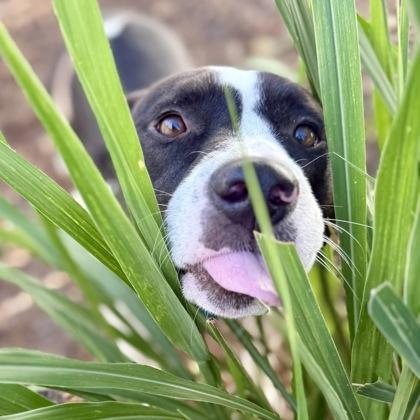 Kelsie, Adoptable, Adult Female Mixed Breed & Mixed Breed.