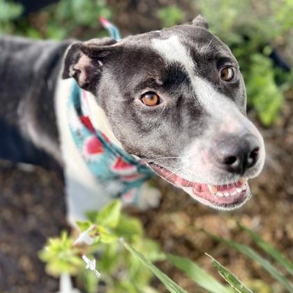 Enlarge Kelsie, a Adoptable mixed breed in Largo, FL image 2/3