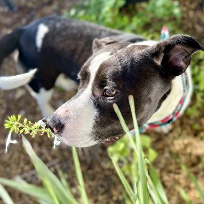 Enlarge Kelsie, a Adoptable mixed breed in Largo, FL image 3/3