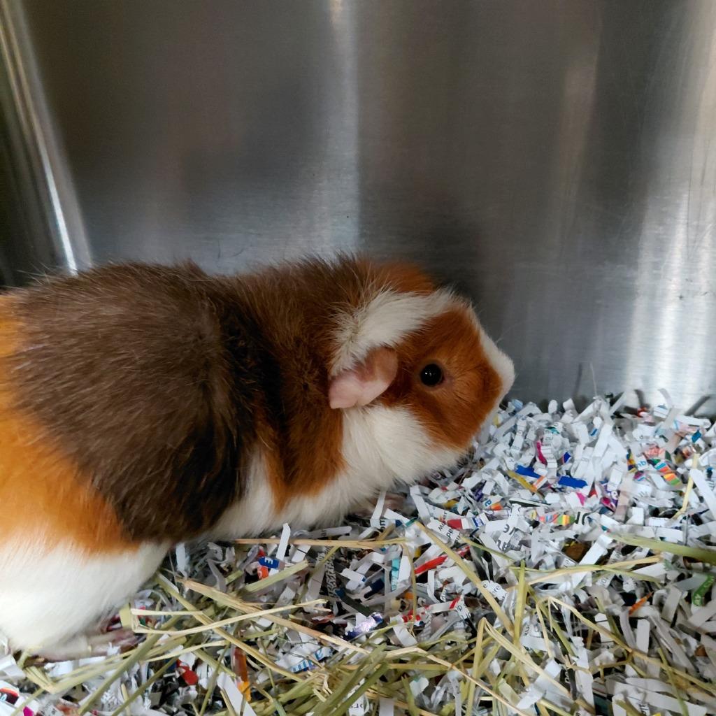 Enlarge Chocolate, a Adoptable Guinea Pig in Cincinnati, OH image 1/1