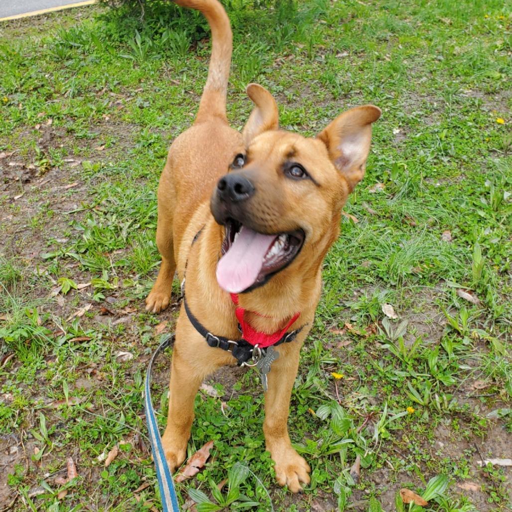 Luna Pup: Jack, a Adoptable Mixed Breed in Falls Church, VA image 1/6