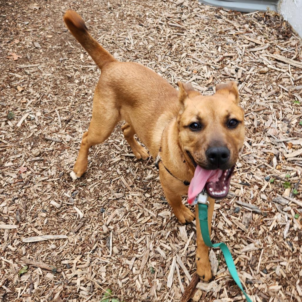 Luna Pup: Jack, a Adoptable Mixed Breed in Falls Church, VA image 2/6