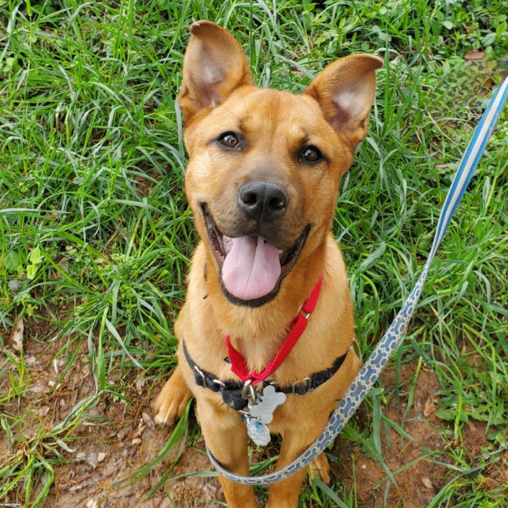 Luna Pup: Jack, a Adoptable Mixed Breed in Falls Church, VA image 3/6