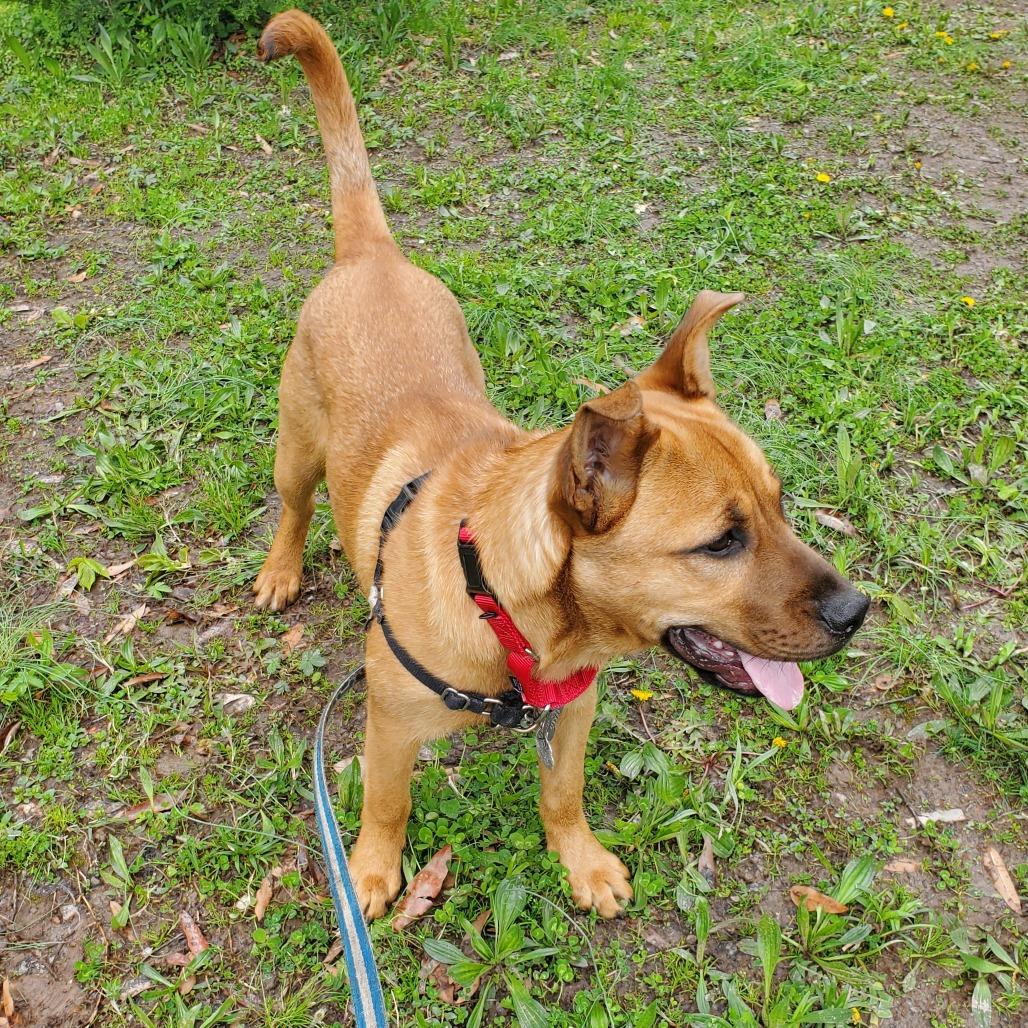 Luna Pup: Jack, a Adoptable Mixed Breed in Falls Church, VA image 4/6