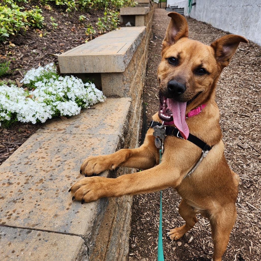 Luna Pup: Jack, a Adoptable Mixed Breed in Falls Church, VA image 5/6