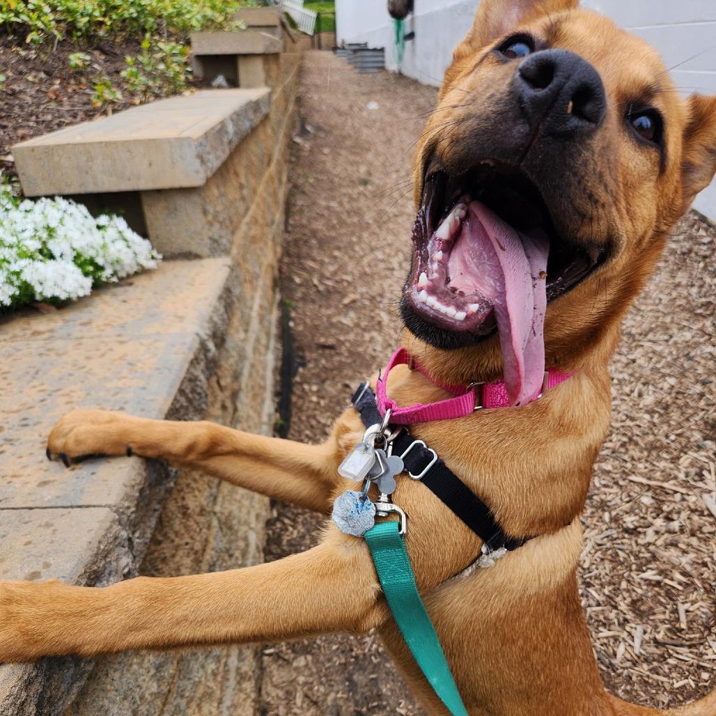 Luna Pup: Jack, a Adoptable Mixed Breed in Falls Church, VA image 6/6