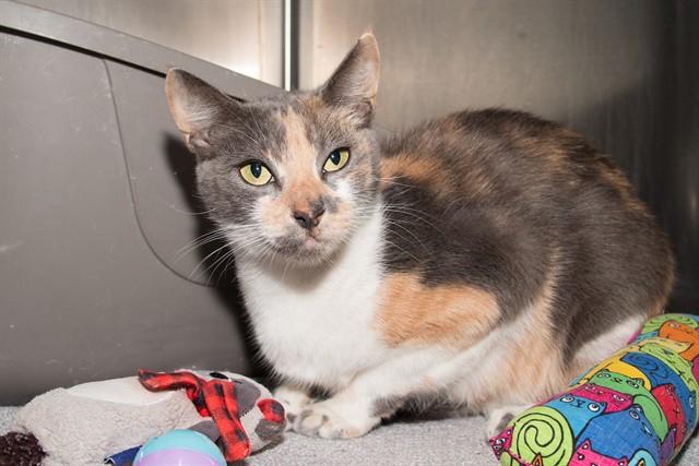 Enlarge CYNTHIA, a Adoptable Domestic Short Hair in Santa Monica, CA image 1/1
