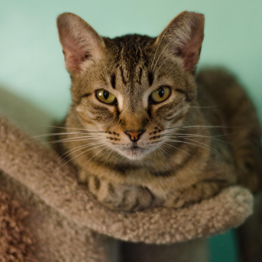 Goldie, a Adoptable Domestic Short Hair in Tucson, AZ image 3/4