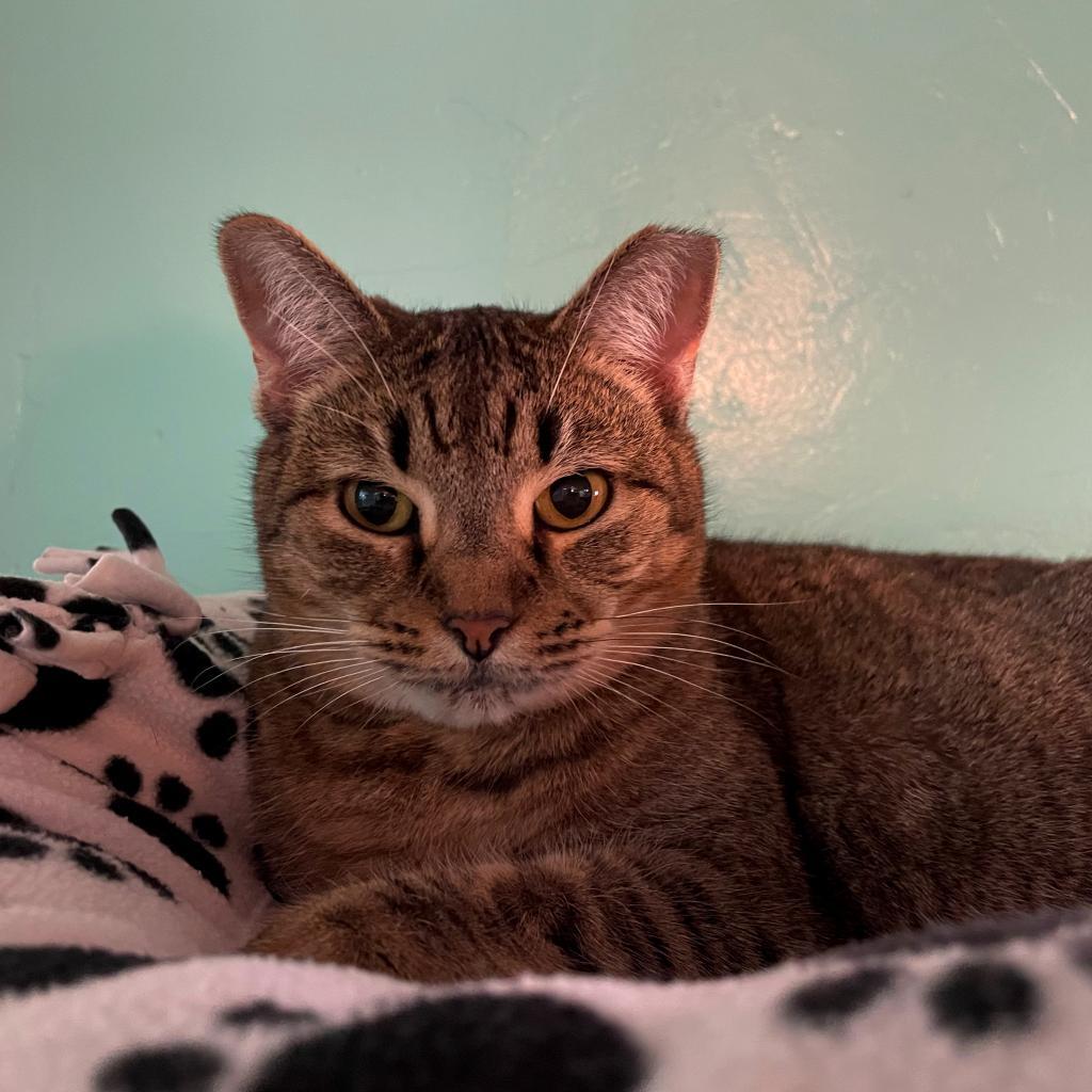 Goldie, a Adoptable Domestic Short Hair in Tucson, AZ image 4/4