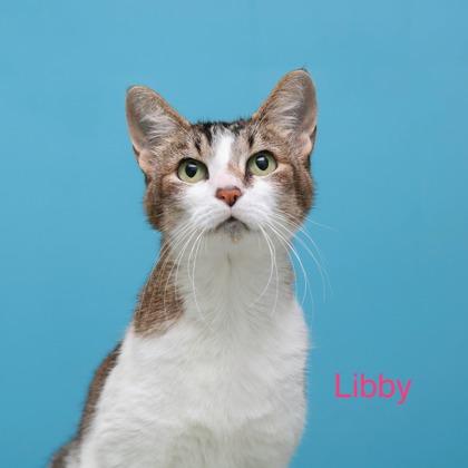 Libby, Adoptable, Adult Female Domestic Short Hair & Domestic Short Hair.