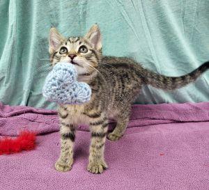 Enlarge Monty, a ADOPTABLE Domestic Short Hair in Bucyrus, OH image 2/4