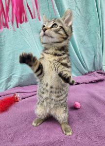 Enlarge Monty, a ADOPTABLE Domestic Short Hair in Bucyrus, OH image 4/4