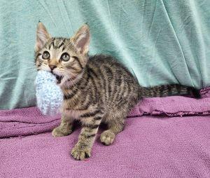 Enlarge Monty, a ADOPTABLE Domestic Short Hair in Bucyrus, OH image 1/4