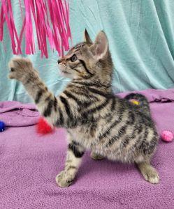 Enlarge Monty, a ADOPTABLE Domestic Short Hair in Bucyrus, OH image 3/4