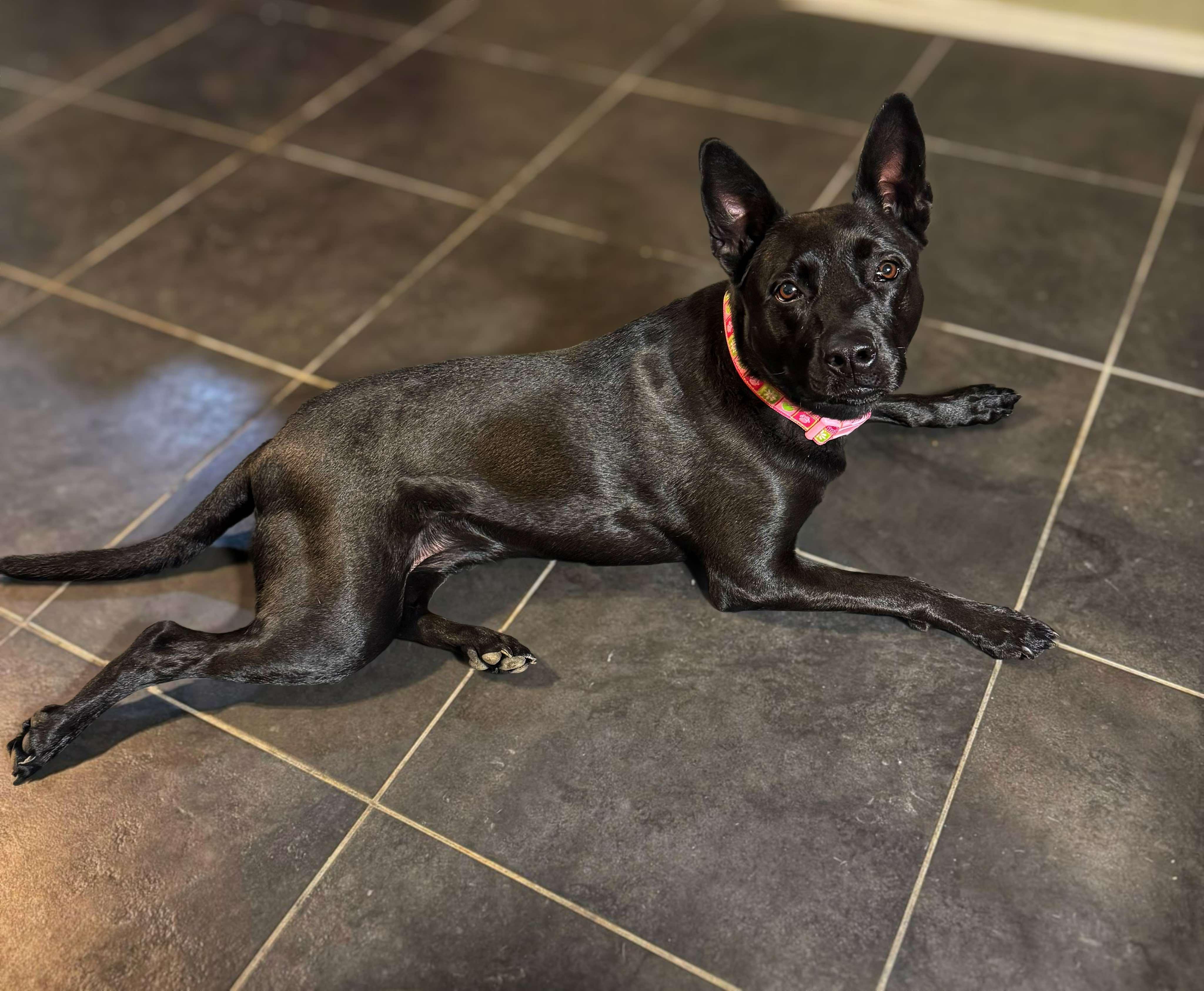 Wisteria aka Zyra, Adoptable, Adult Female Black Labrador Retriever & German Shepherd Dog.