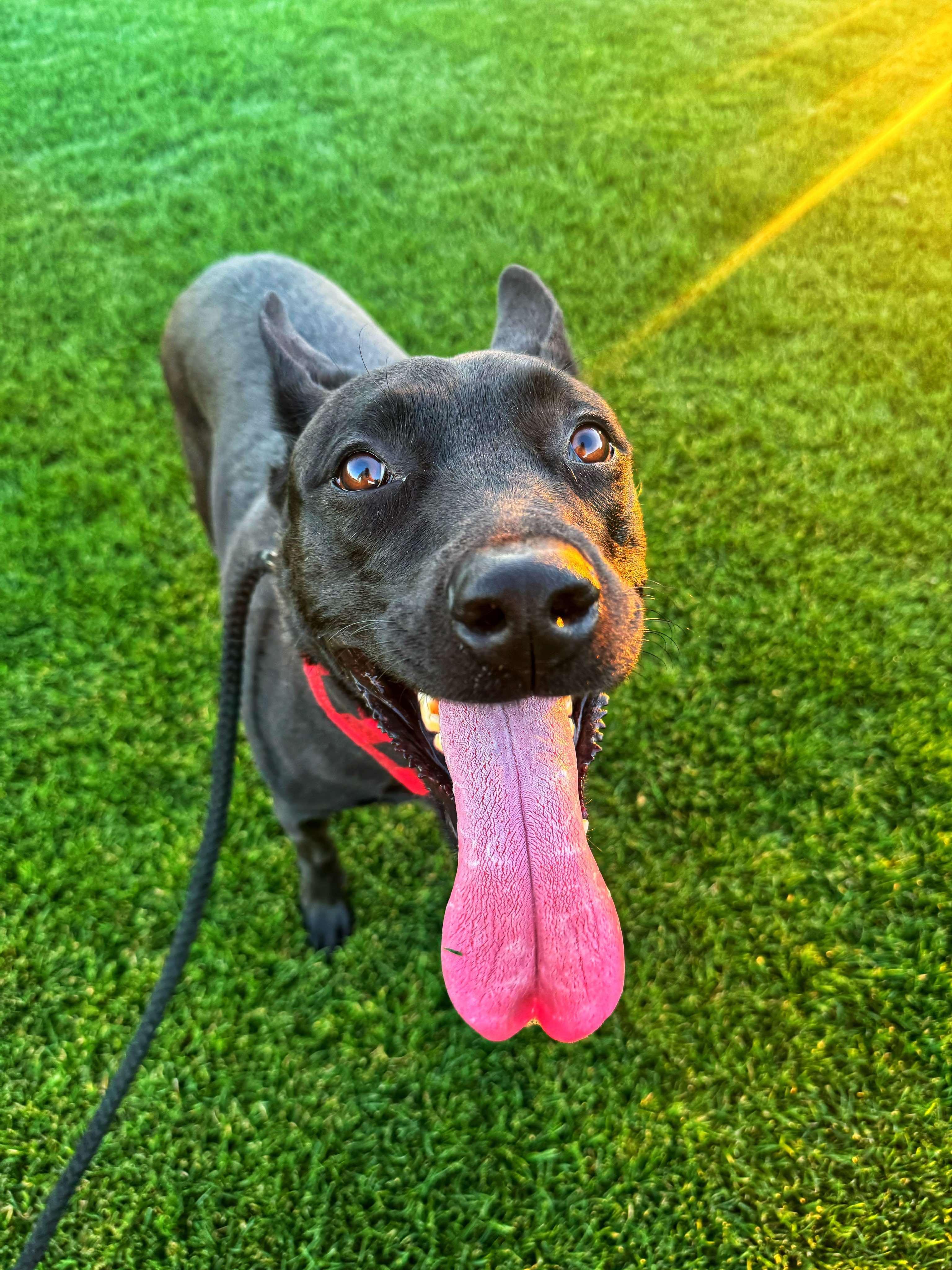 Wisteria aka Zyra, an adopted mixed breed in Phoenix, AZ image 2/6