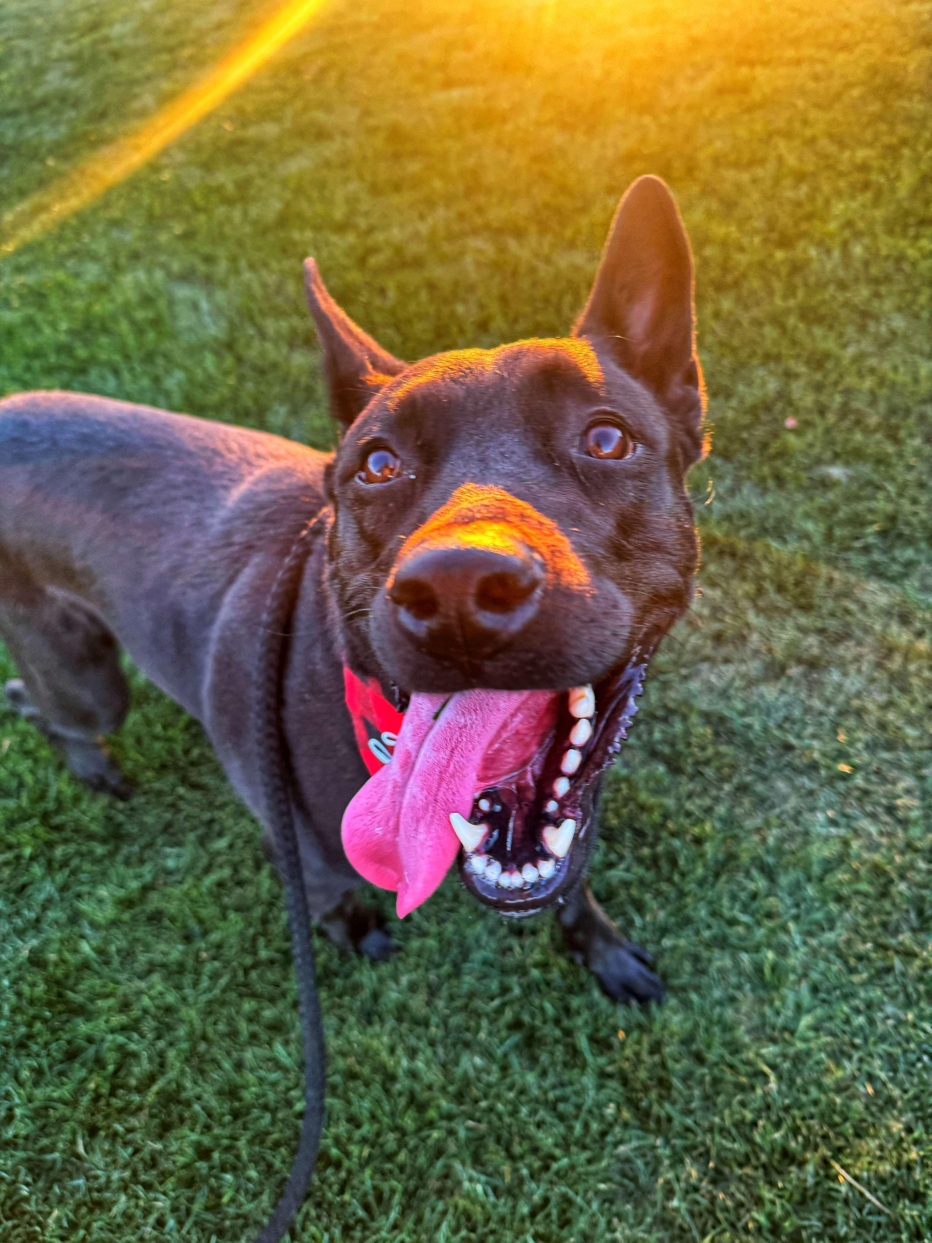 Wisteria aka Zyra, an adopted mixed breed in Phoenix, AZ image 3/6