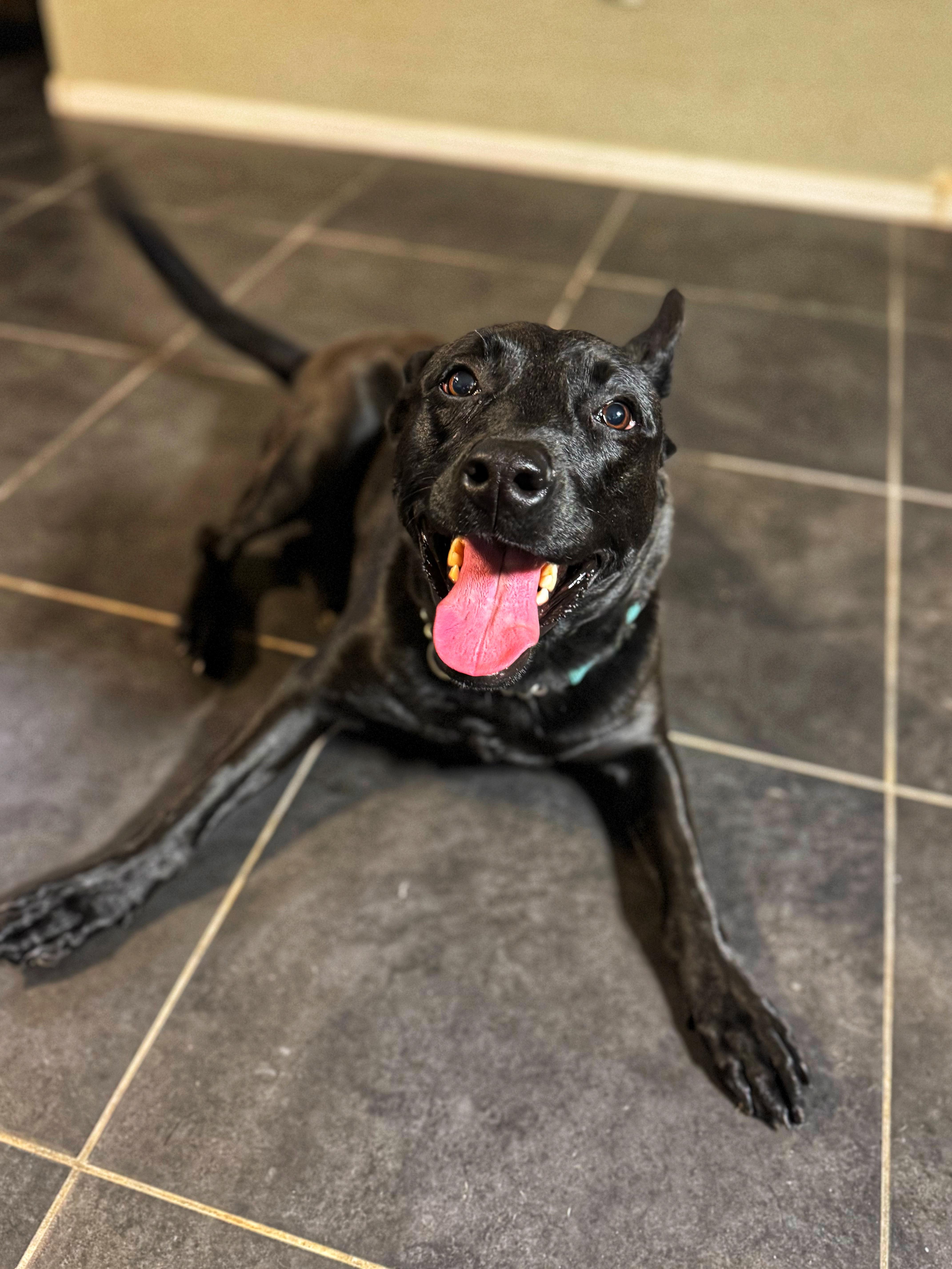 Wisteria aka Zyra, an adopted mixed breed in Phoenix, AZ image 4/6