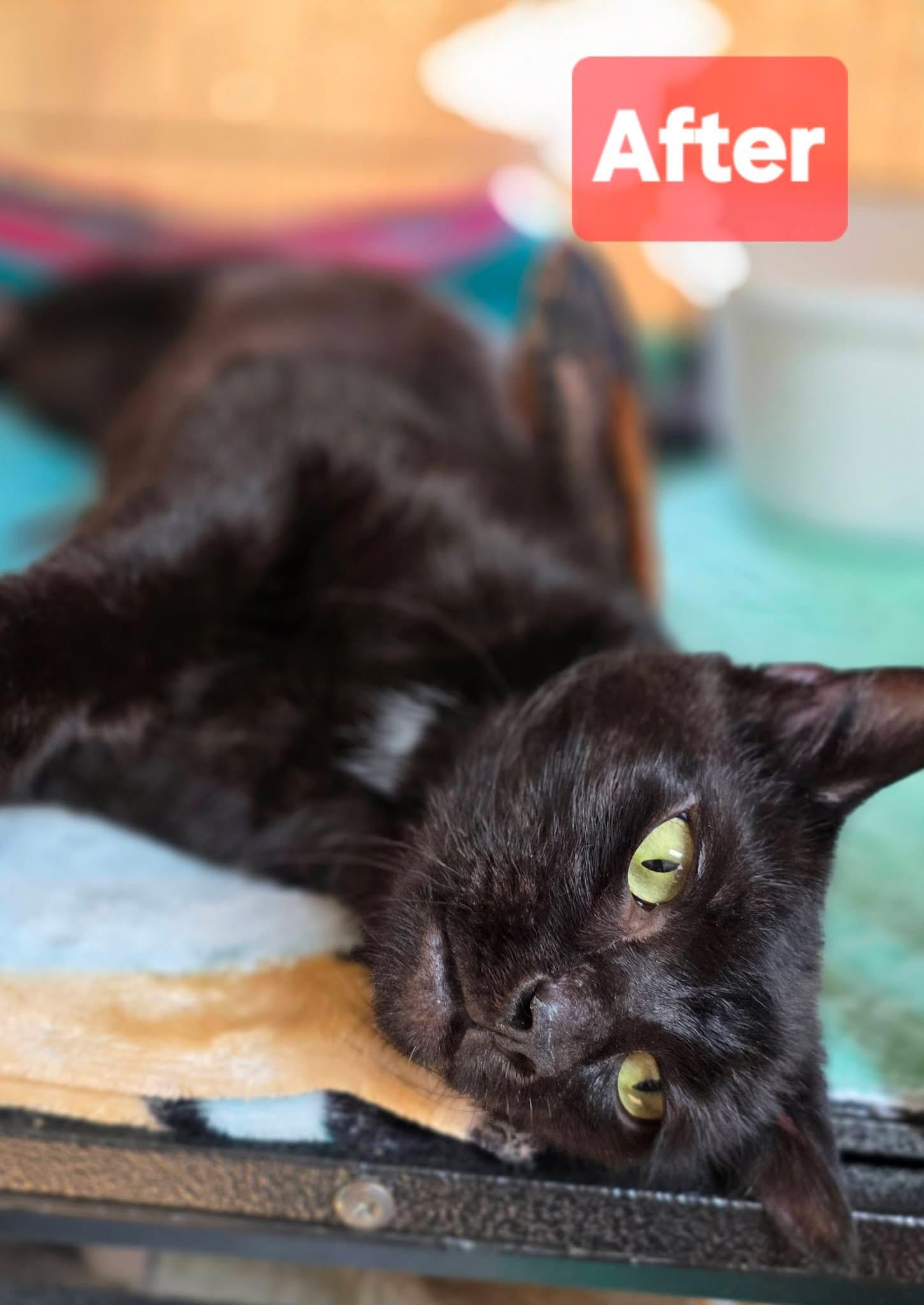 Slinky, ADOPTABLE, Adult Female Domestic Short Hair.