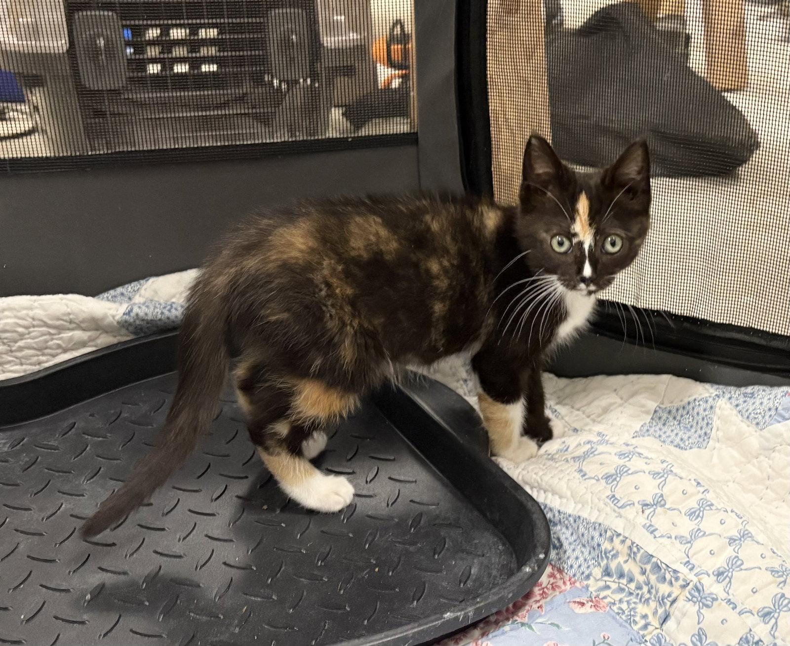 Kira, Adoptable, Young Female Domestic Short Hair & Calico.