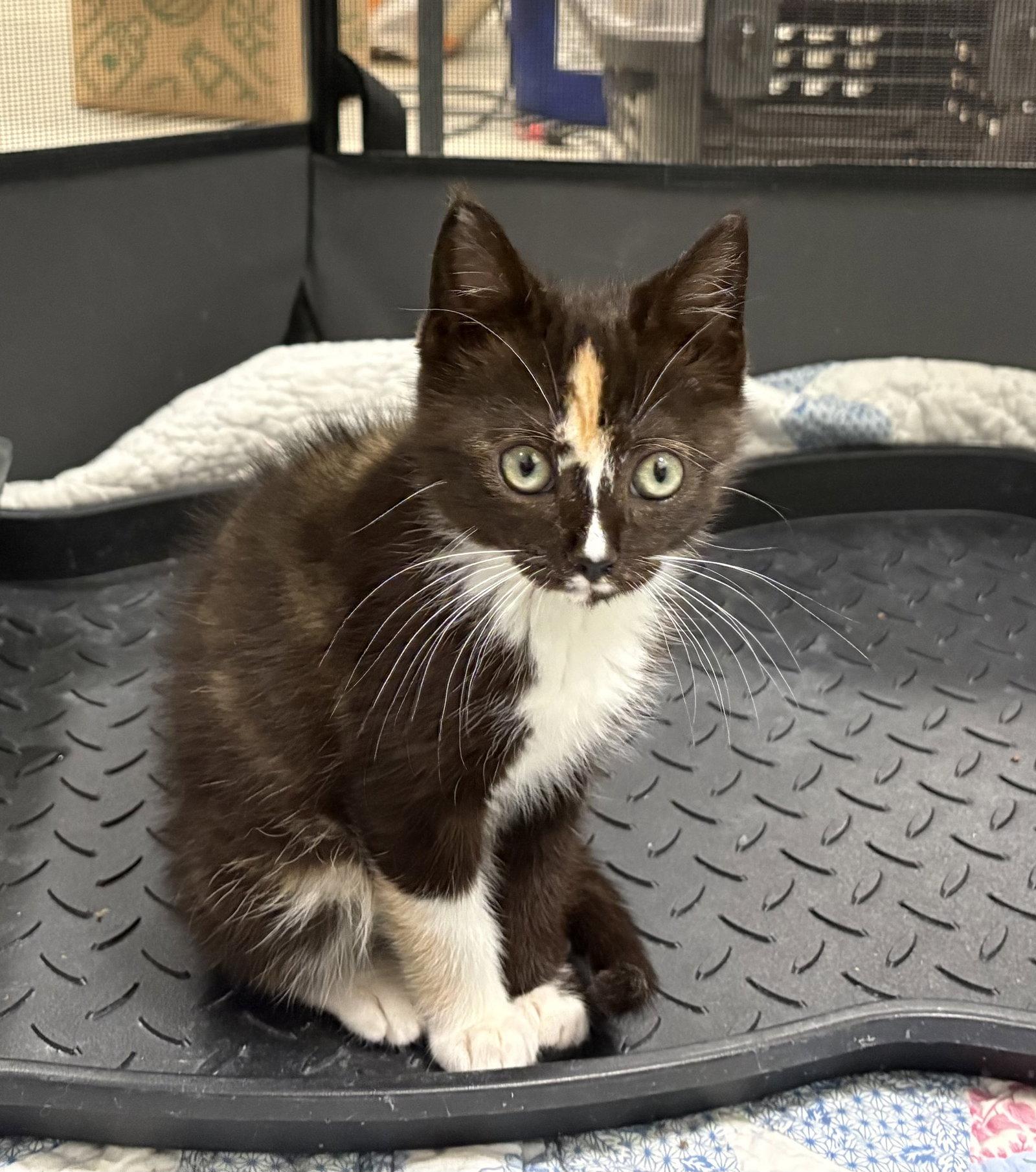 Kira, a Adoptable mixed breed in Mc Cormick, SC image 2/3