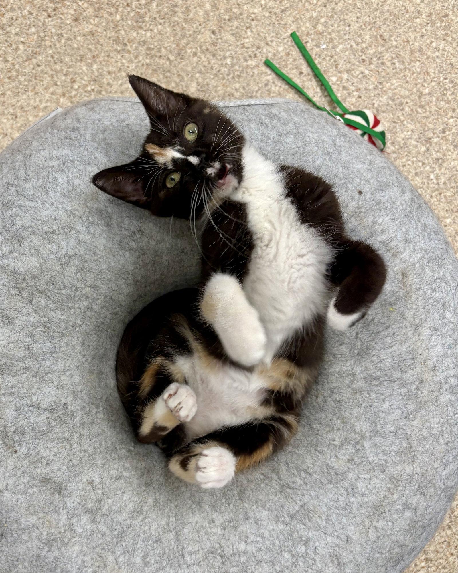 Kira, a Adoptable mixed breed in Mc Cormick, SC image 2/3