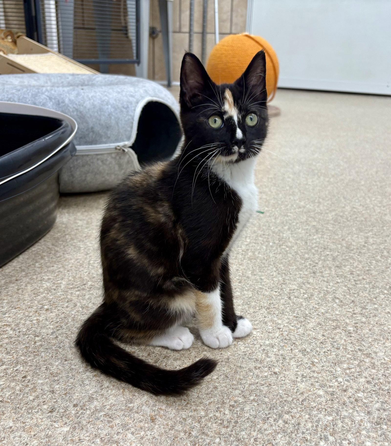Kira, a Adoptable mixed breed in Mc Cormick, SC image 3/3