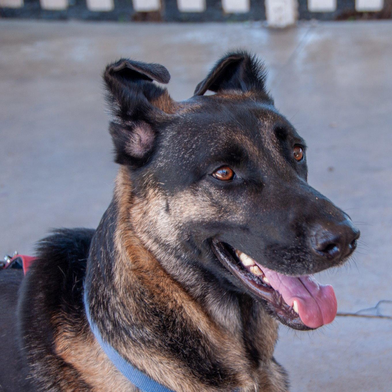 Enlarge Milo, a Adoptable mixed breed in San Jose, CA image 2/3