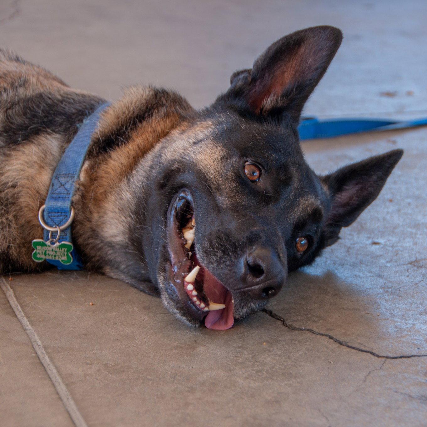 Enlarge Milo, a Adoptable mixed breed in San Jose, CA image 3/3