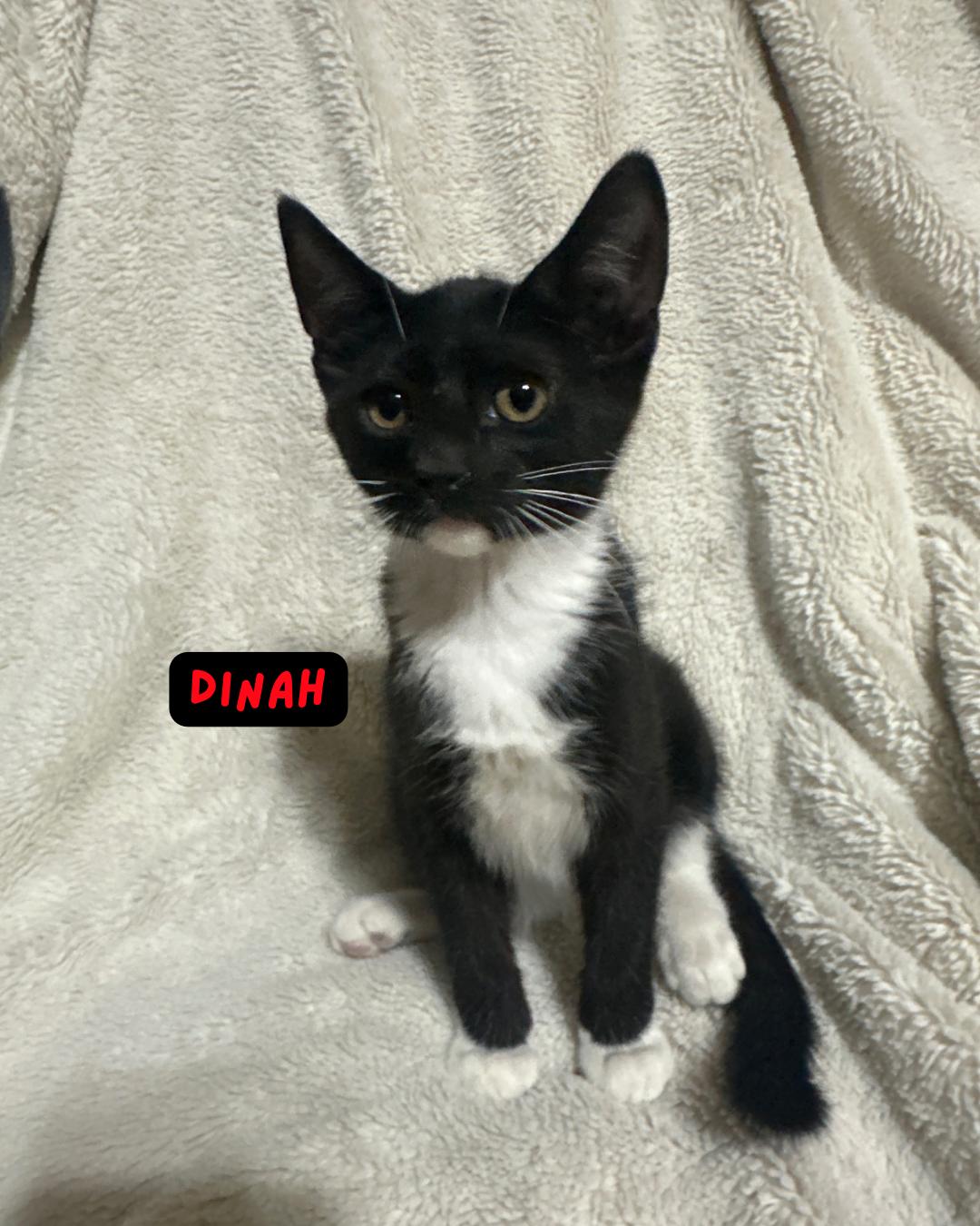 Dinah, Baby Female unknown