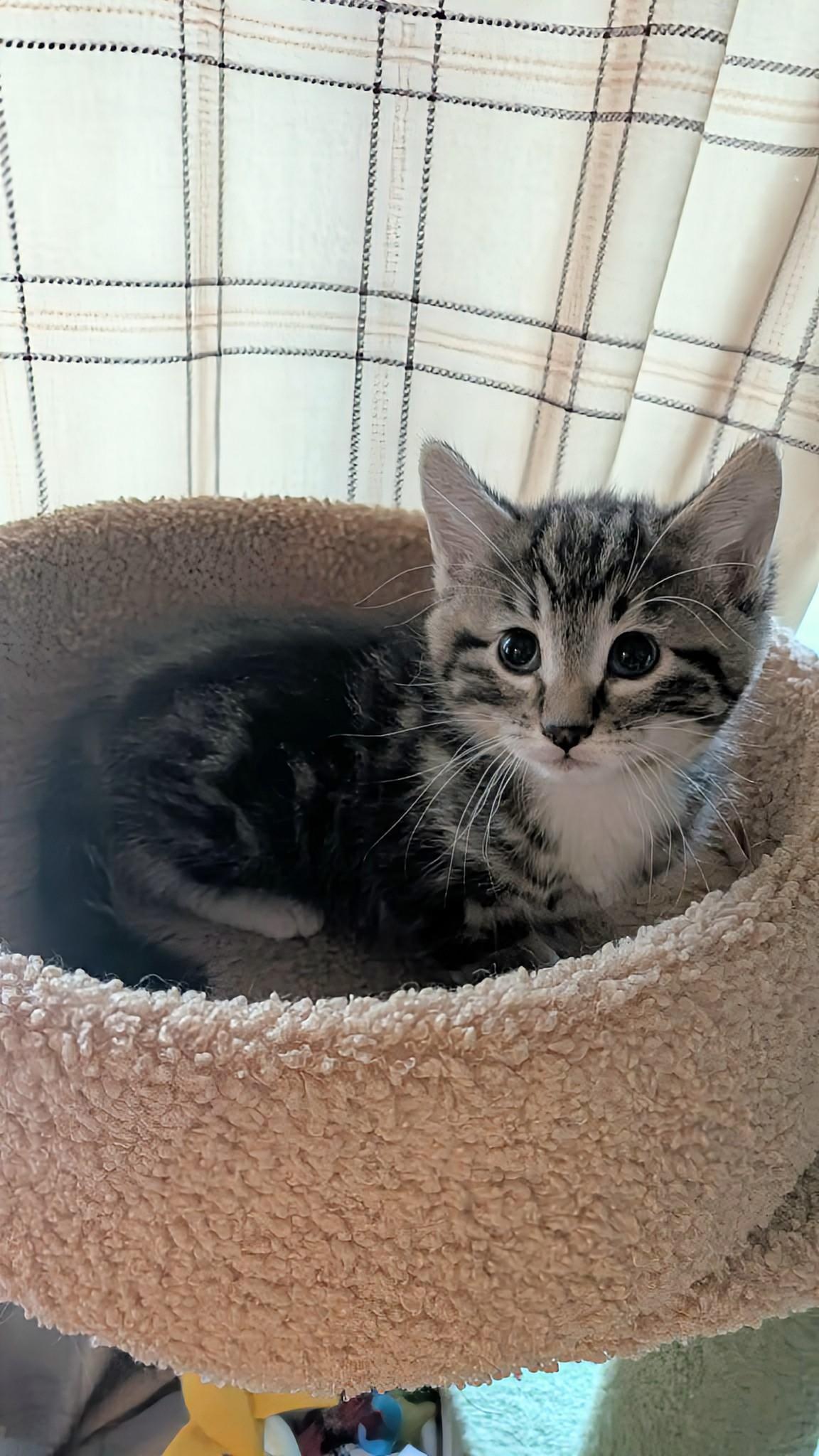 Twinkle, a ADOPTABLE Domestic Short Hair in Winnipeg, MB image 2/3