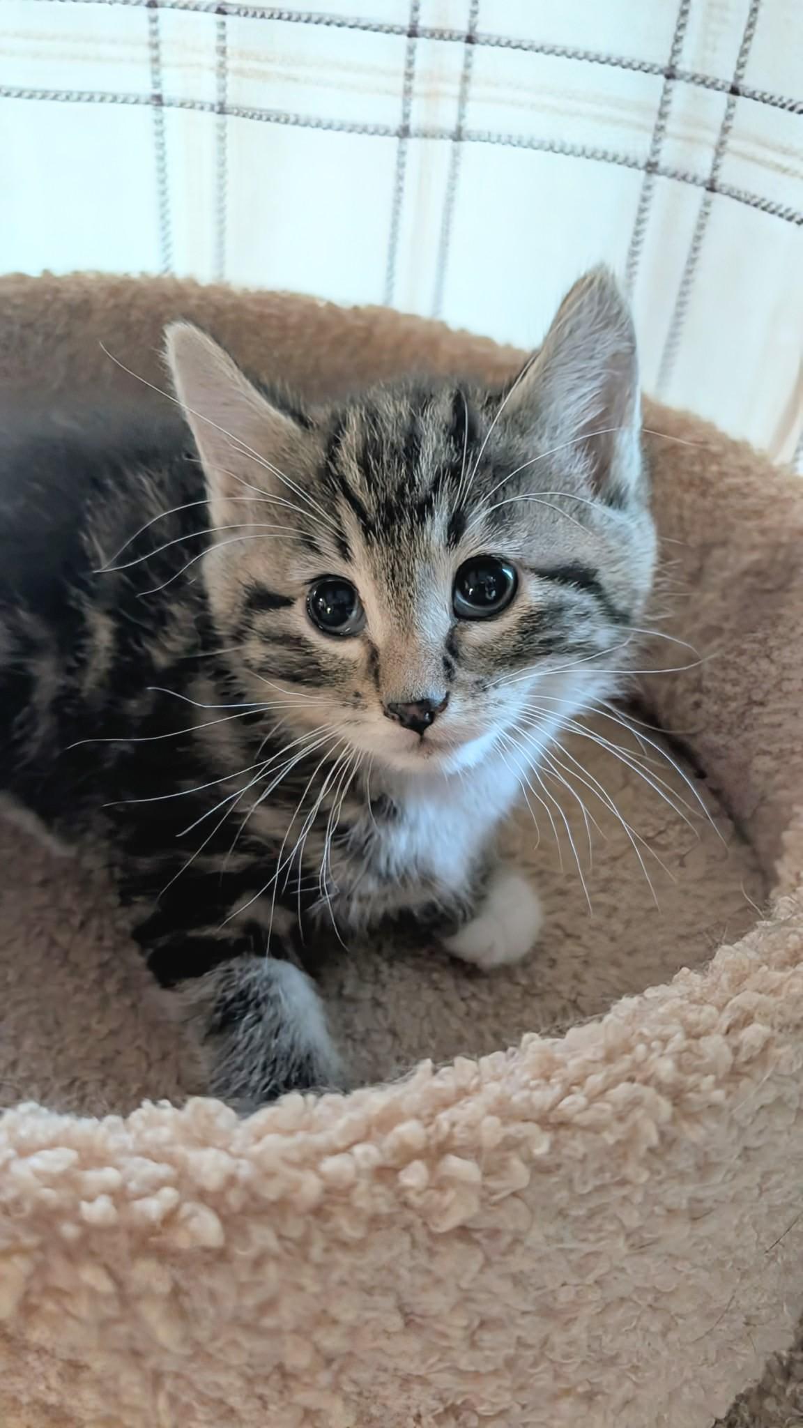 Twinkle, ADOPTABLE, Kitten Male Domestic Short Hair.