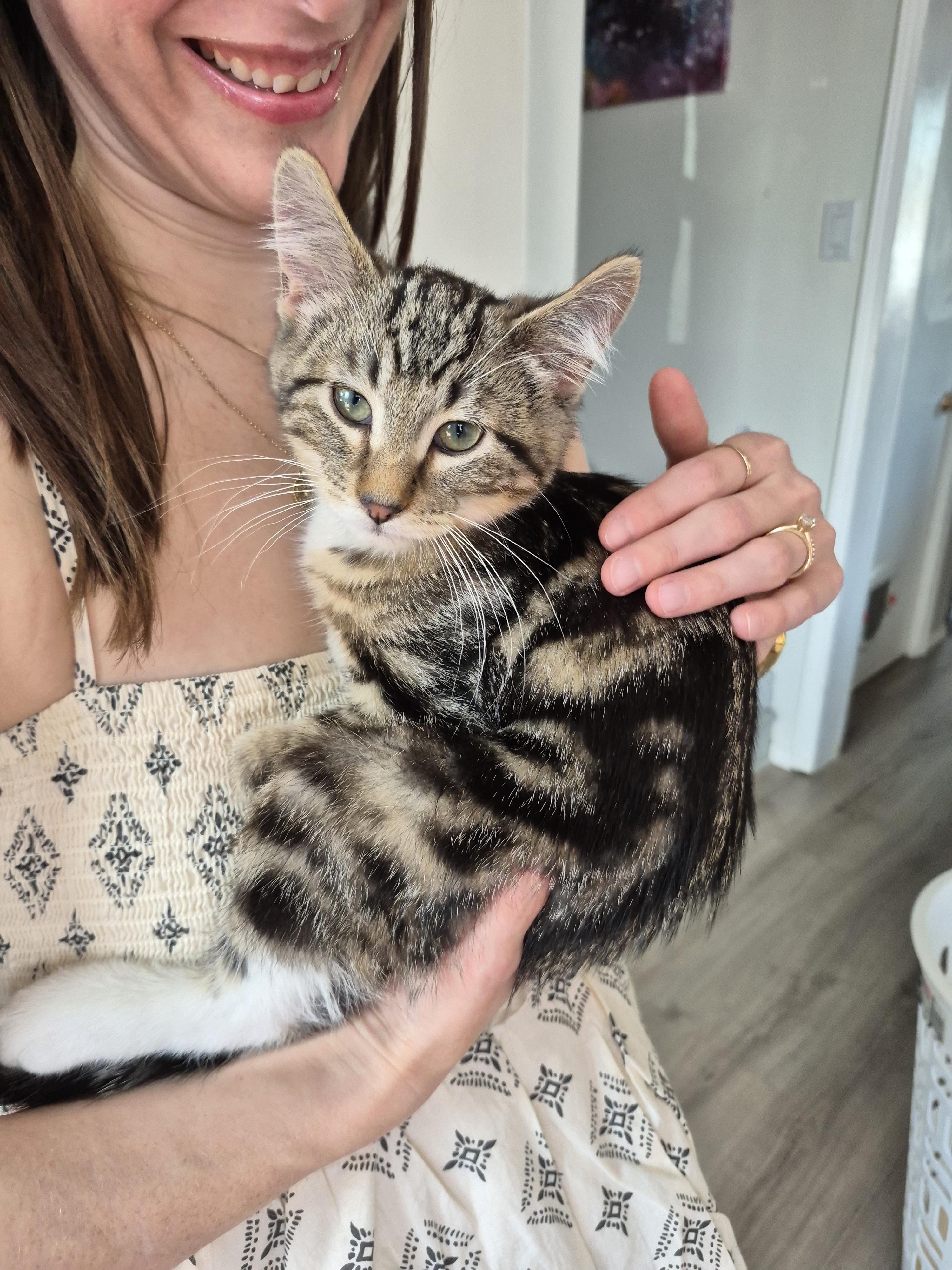 Twinkle, ADOPTABLE, Kitten Male Domestic Short Hair.