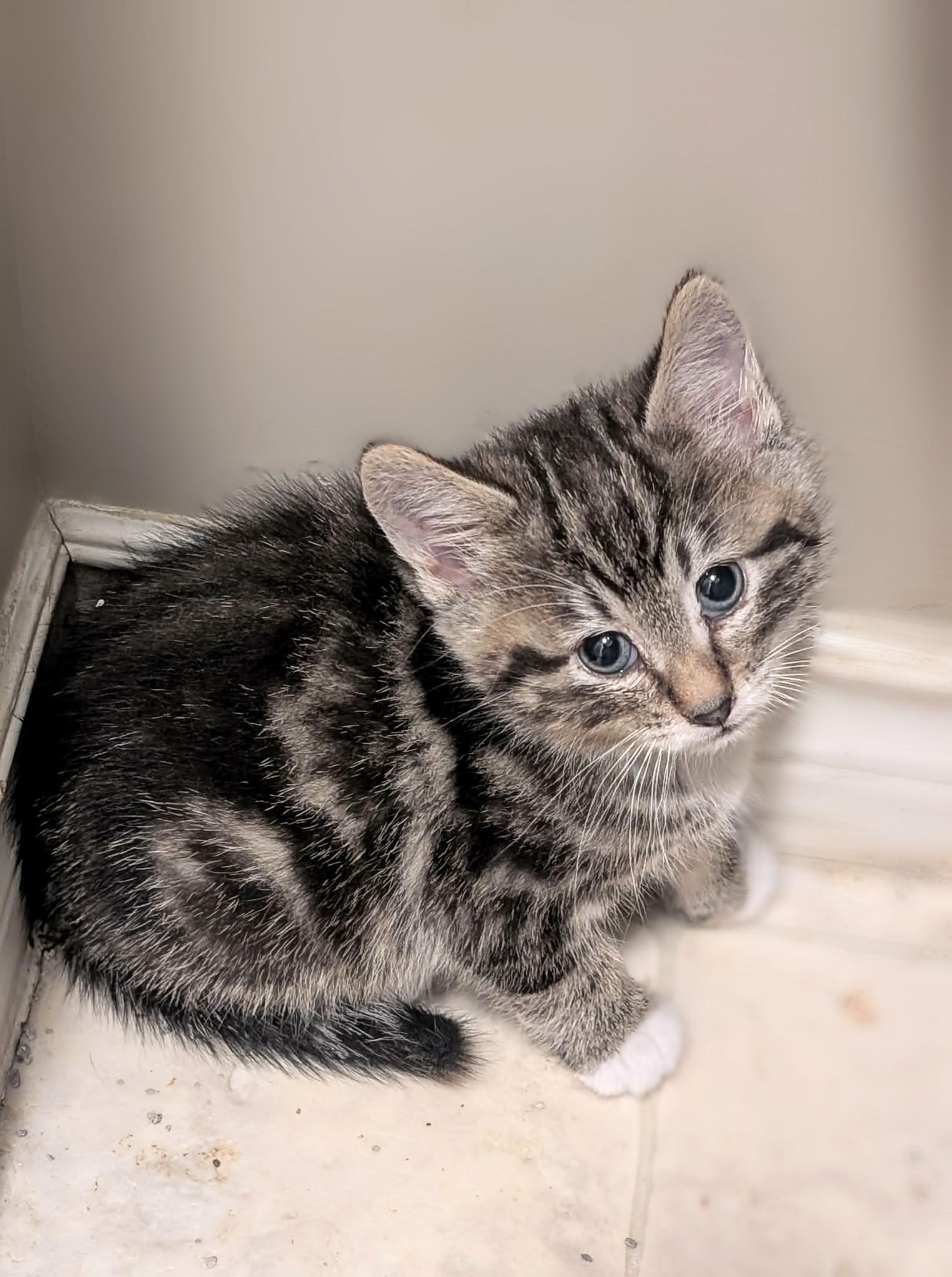 Twinkle, a ADOPTABLE Domestic Short Hair in Winnipeg, MB image 3/3