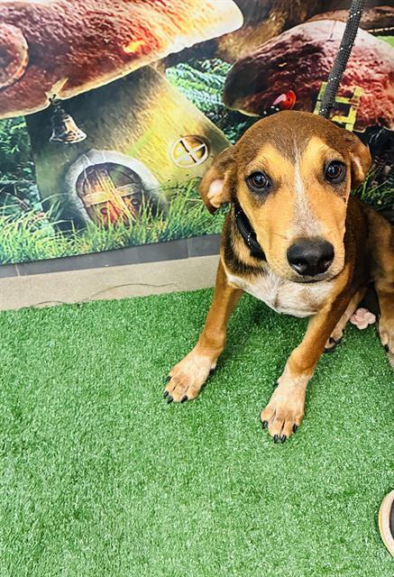LUCKY DAY, Adoptable, Puppy Male Redbone Coonhound.