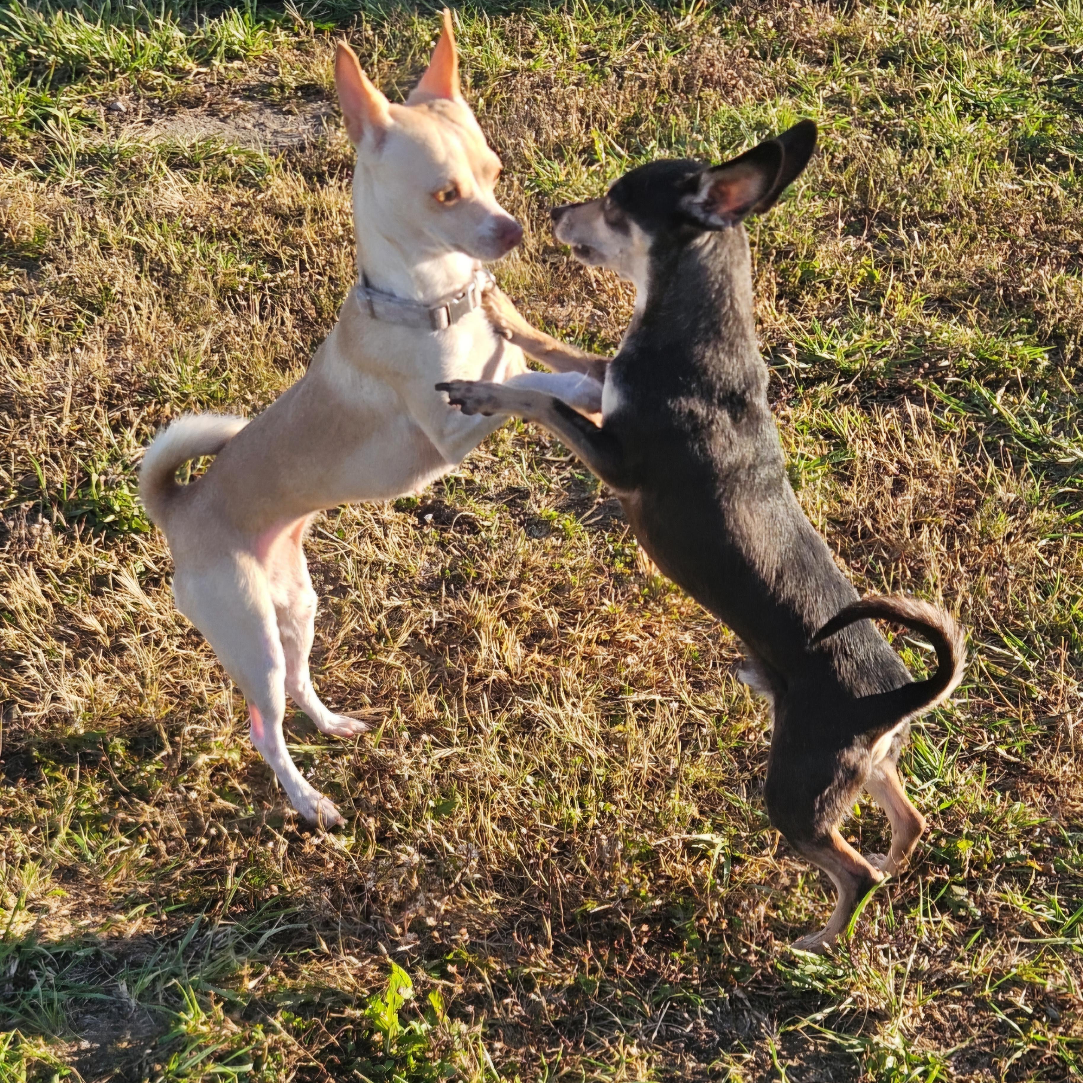 Enlarge Summer-Lovin', an adoptable mixed breed in Albany, NY image 2/5