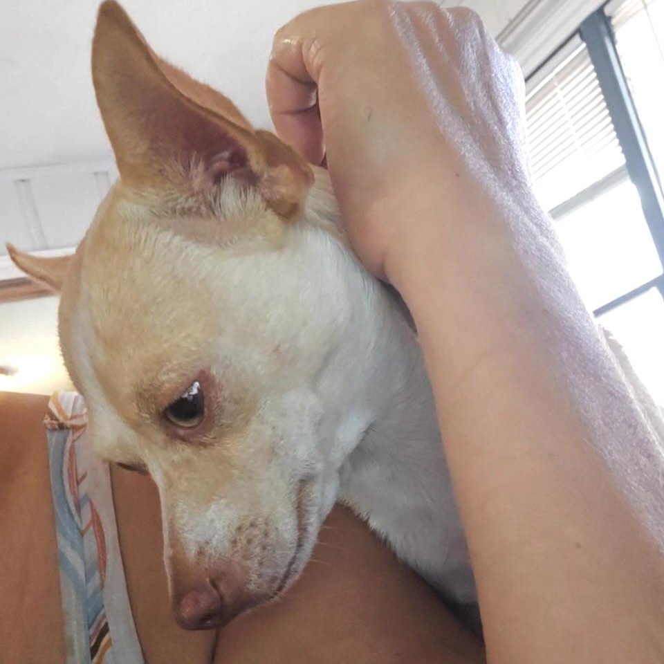 Enlarge Summer-Lovin', an adoptable mixed breed in Albany, NY image 3/5