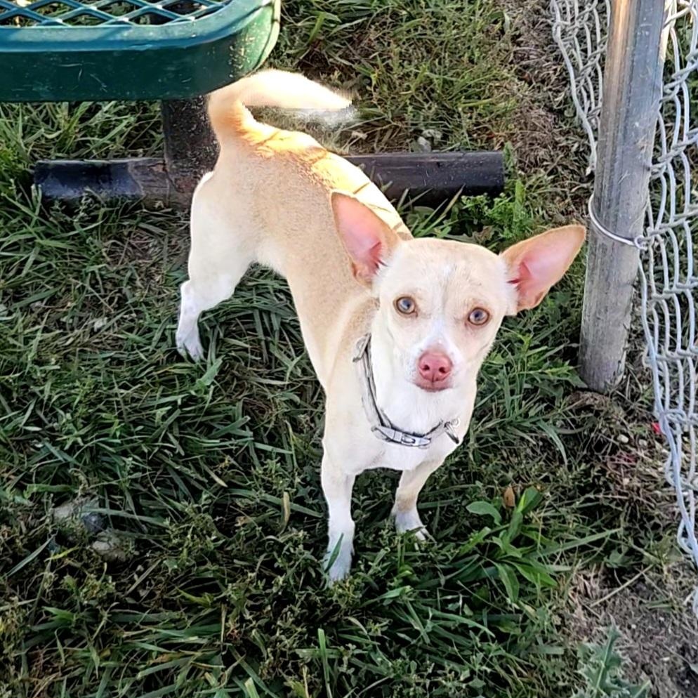Summer-Lovin', adoptable, Young Female Chihuahua & Terrier.