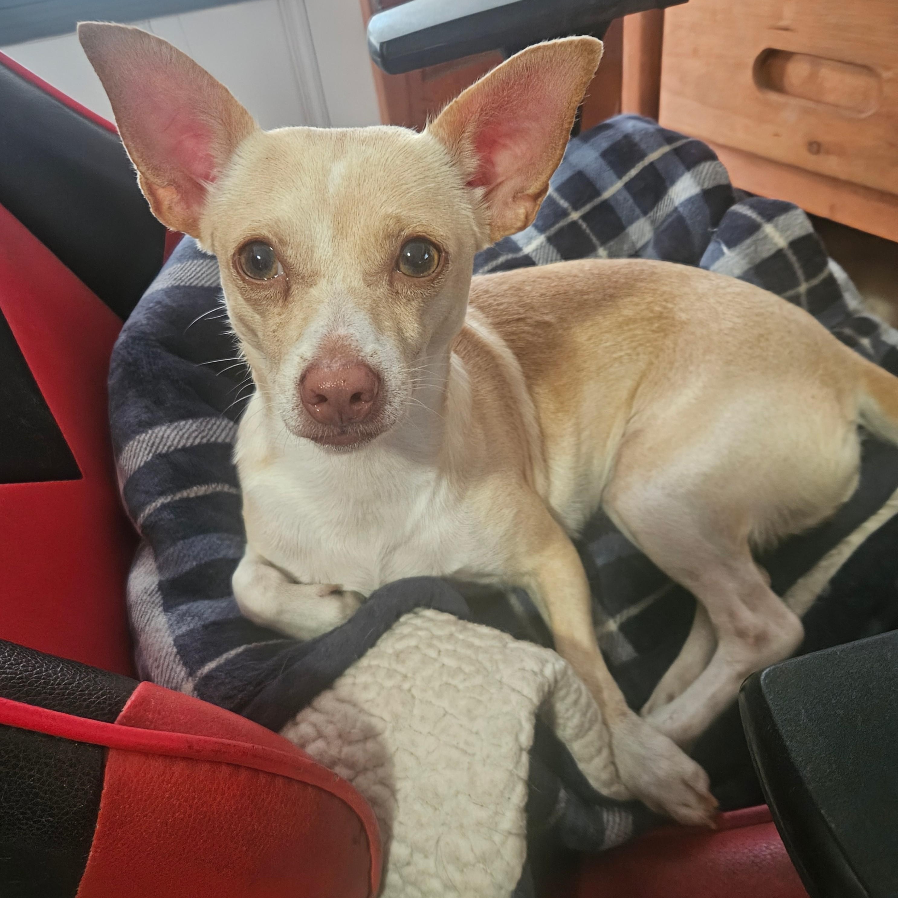 Enlarge Summer-Lovin', an adoptable mixed breed in Albany, NY image 5/5