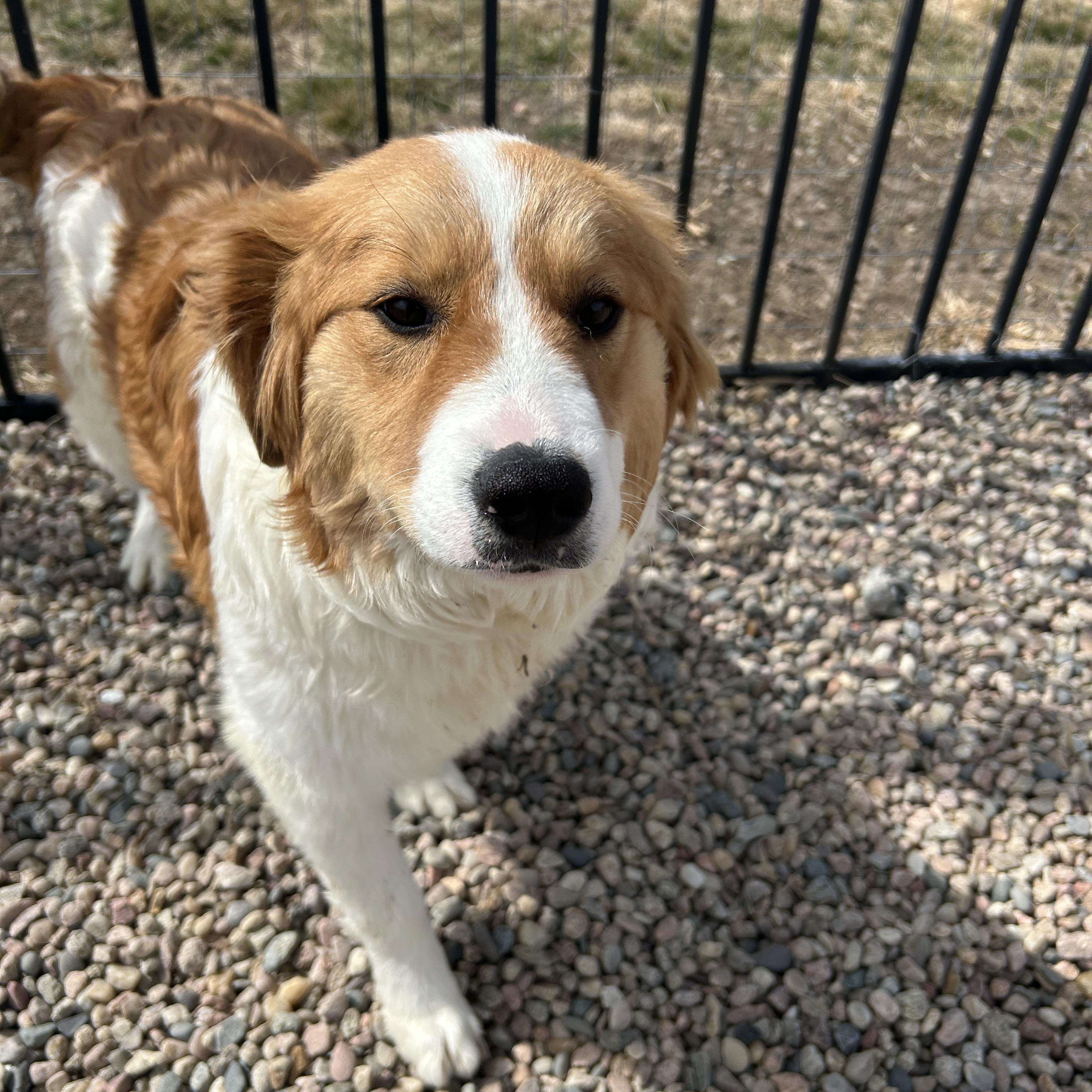 Enlarge Duke, a ADOPTABLE mixed breed in Seward, NE image 2/3