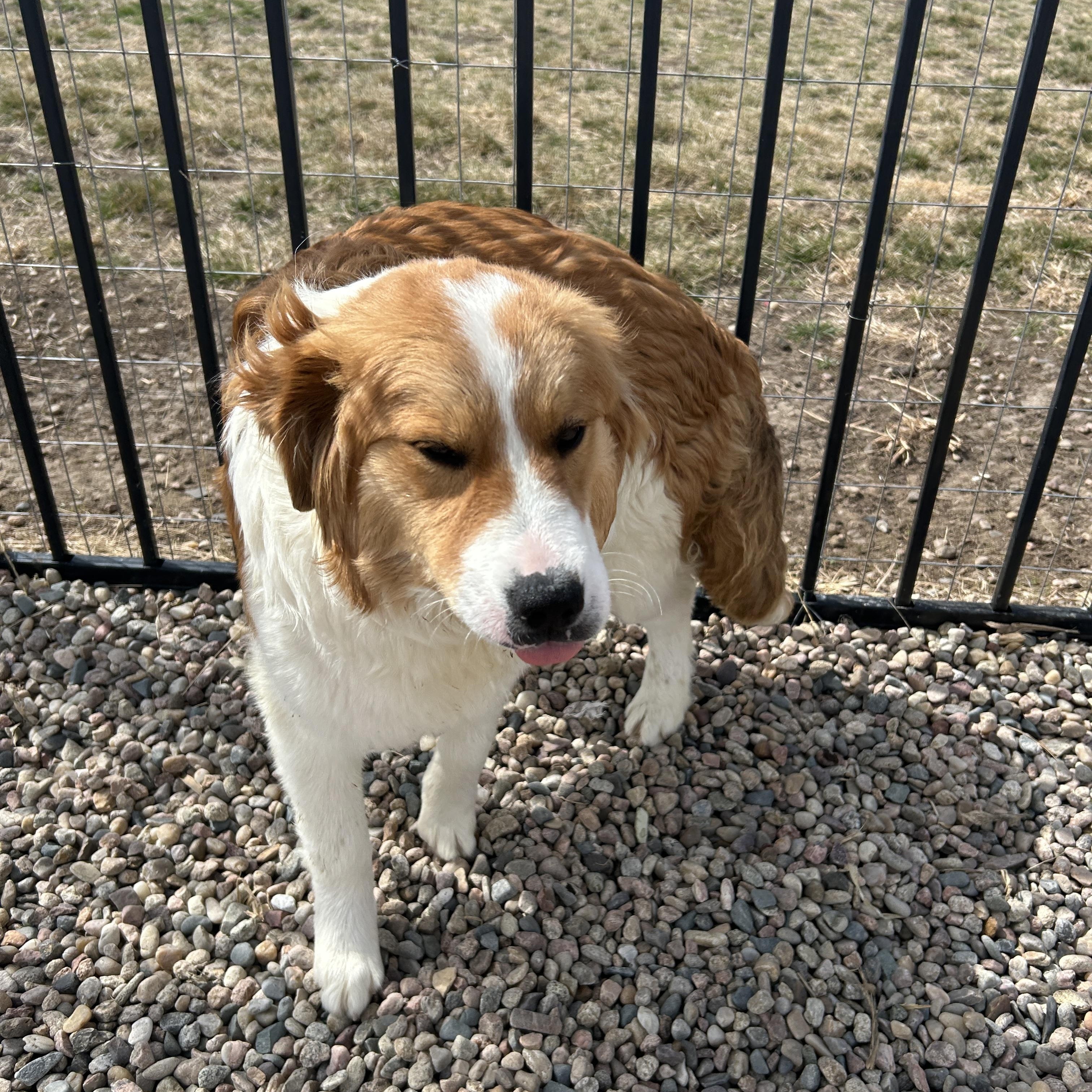 Enlarge Duke, a ADOPTABLE mixed breed in Seward, NE image 1/3